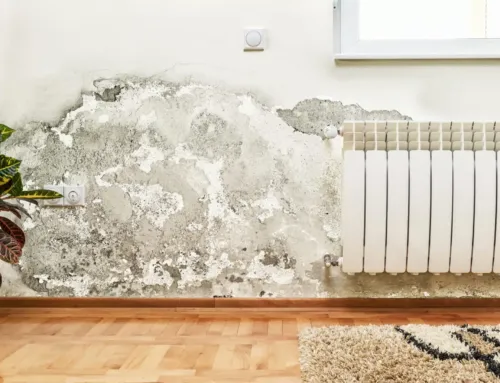 Damp and Mould: Understanding the Serious Health Risks