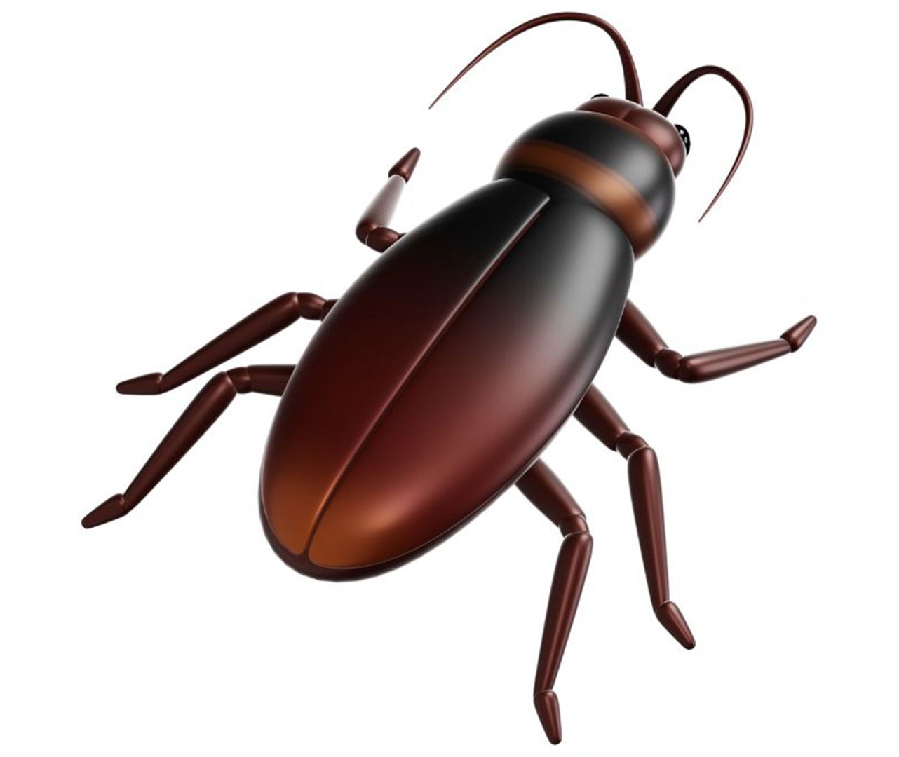 woodworm treatment beetle