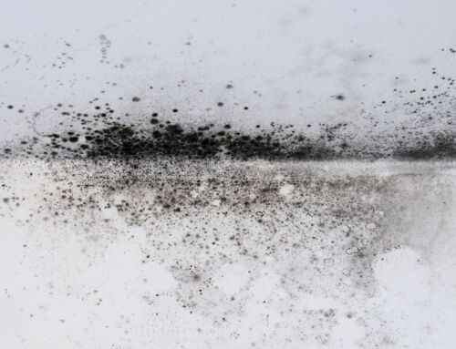 Black Mould Exposure: The Causes and Symptoms