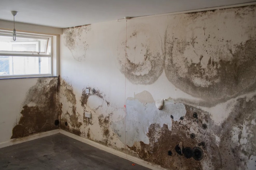 Free Damp Survey 20 Penetrating damp staining across an internal wall