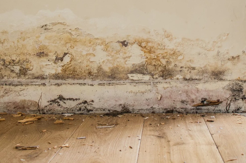 Free Damp Survey 19 Damp and salt staining low on a wall beside a radiator
